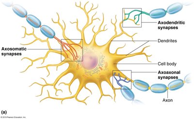Types of synaptic connections in a neuron.