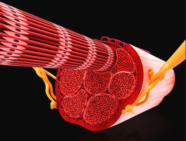 Detailed anatomy of a skeletal muscle fiber and fascicle