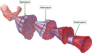 Diagram of skeletal muscle showing epimysium, perimysium, and endomysium