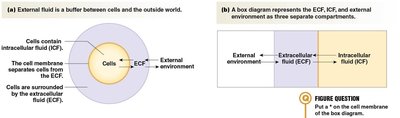 Diagram of ECF, ICF, and external environment
