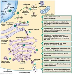 Protein synthesis and transport in the cell