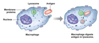 Lysosome function in macrophage