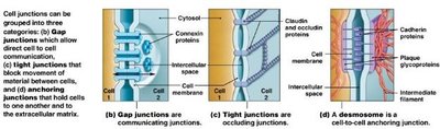 Types of cell junctions