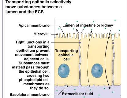 Tight junctions in transporting epithelia