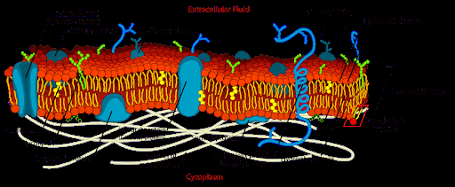 Fluid mosaic model of the cell membrane