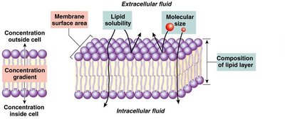 Factors affecting membrane permeability