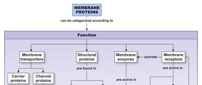 Classification of membrane proteins