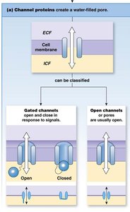 Channel proteins and their classification