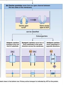 Carrier proteins: uniport, symport, antiport