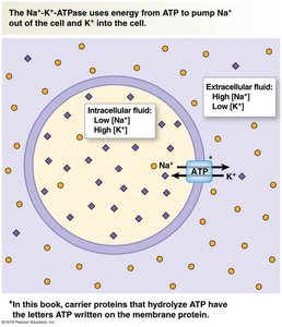 Na+/K+ ATPase function