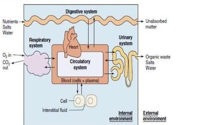 Diagram of organ systems maintaining internal environment