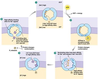 Na+/K+ ATPase transport cycle
