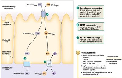 Glucose transport across epithelial cells