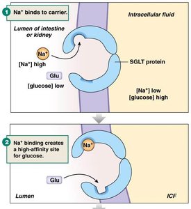 Na+-glucose symporter mechanism