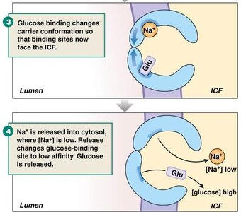 Na+-glucose symporter conformational changes