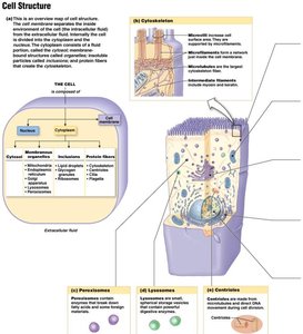Diagram of cell structure and organelles