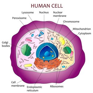 Labeled diagram of a human cell