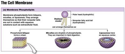Phospholipid bilayer and membrane structures