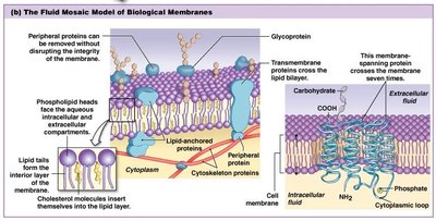 Fluid mosaic model of biological membranes