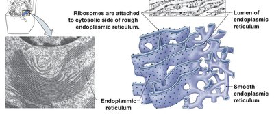 Endoplasmic reticulum structure