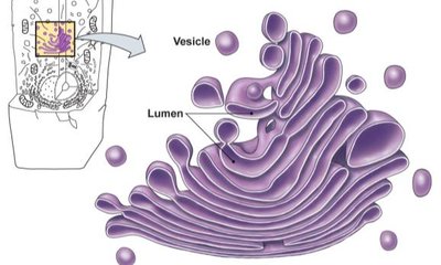 Golgi apparatus structure