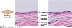 Simple squamous epithelium