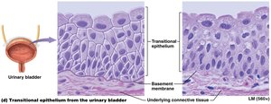 Transitional epithelium