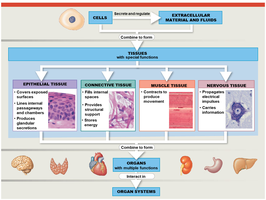 Diagram showing cells, tissues, organs, and organ systems