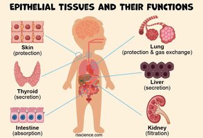 Epithelial tissues and their functions in different organs