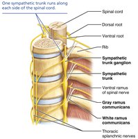 Location of the sympathetic trunk