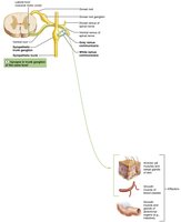 Sympathetic innervation - same level