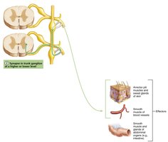 Sympathetic innervation - higher or lower level