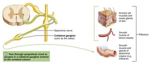 Sympathetic innervation - collateral ganglion