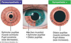 Pupil constriction and dilation