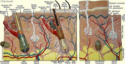 Detailed labeled diagram of skin structure