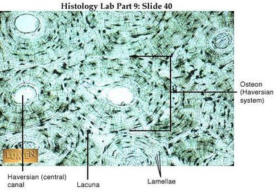 Histology slide of osteon