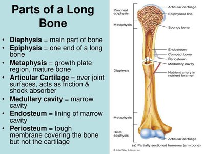 Parts of a long bone with definitions