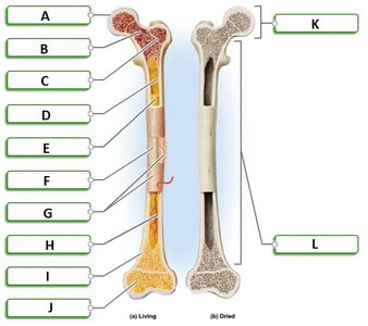 Labeled diagram of long bone structure