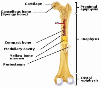 Long bone with labeled regions