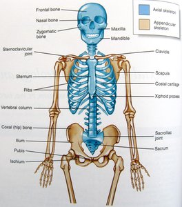 Overview of the human skeleton with axial and appendicular regions