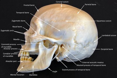 Lateral view of the skull with labeled bones and sutures