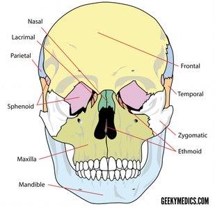 Anterior view of the skull with labeled bones