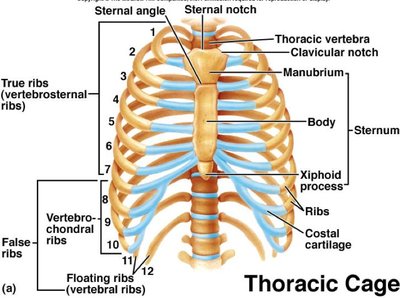 Thoracic cage with labeled ribs and sternum