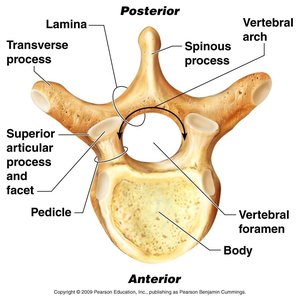 Labeled vertebra showing anatomical features
