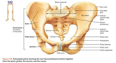 Pelvic girdle with labeled bones and landmarks