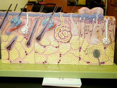 Skin model showing layers and structures