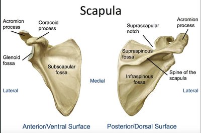 Scapula with labeled surfaces and processes