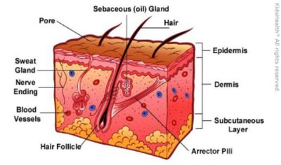 Simplified diagram of skin layers and appendages
