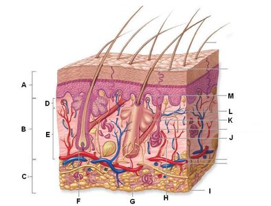 Cross-section of skin showing labeled structures