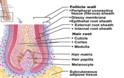 Longitudinal section of hair follicle with labeled parts